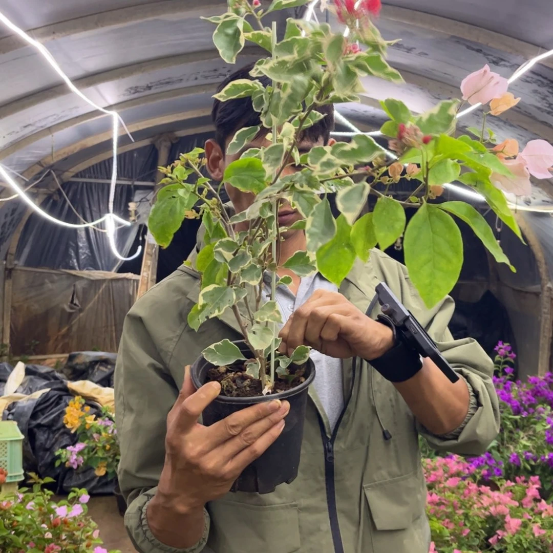 初***十完全开放（孟加拉红）三角梅会落花落叶会光杆苗有大有小
