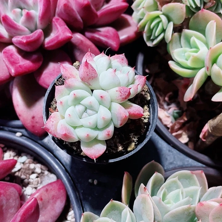 白底入梦来10选三盆558855588588