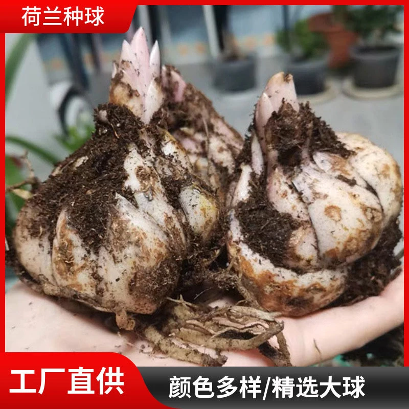 香水百合花球種子室内外盆栽带芽好养花卉绿植物四季开花易活种球