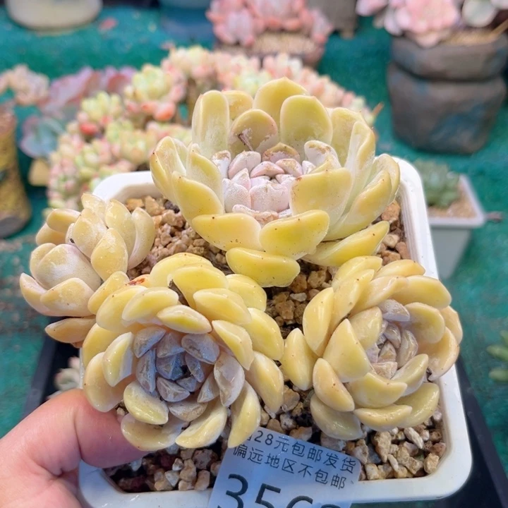 沿***~大3562，zvxbxbcbb
