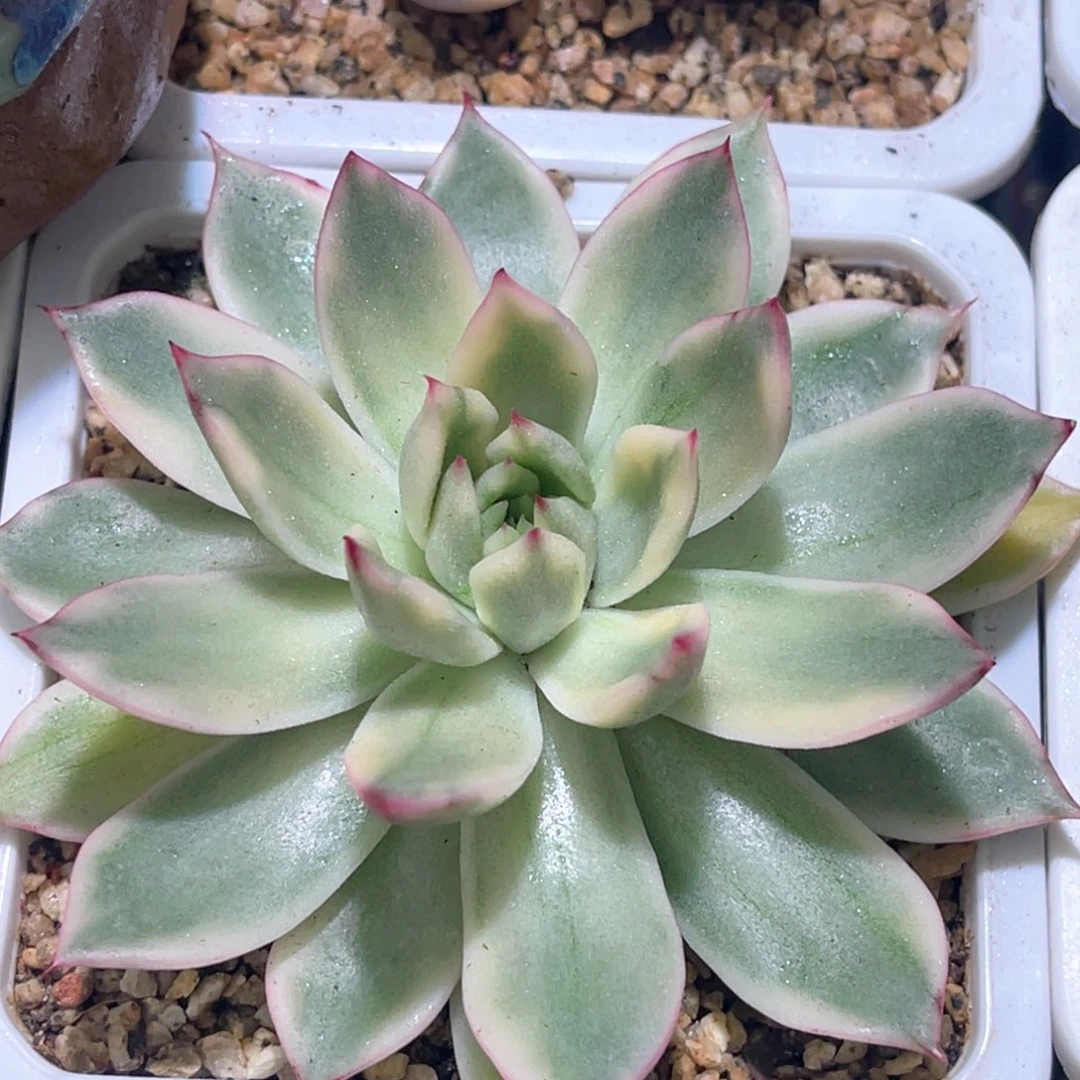 多肉特价落雁锦有须根