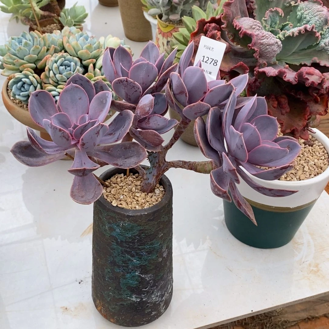 紫丁香想树多肉肉多278