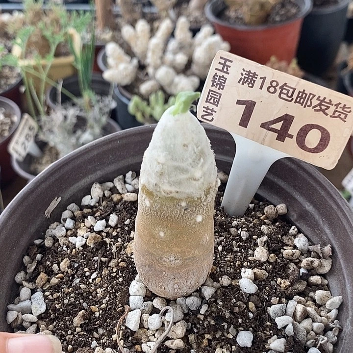 140雪露厚敦菊一一一一一一一