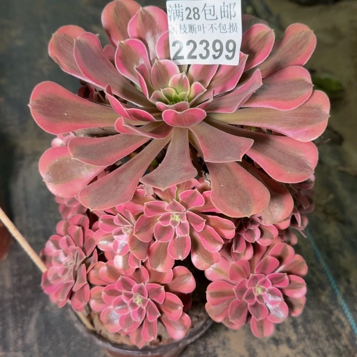 22399南美杜莎多肉植物