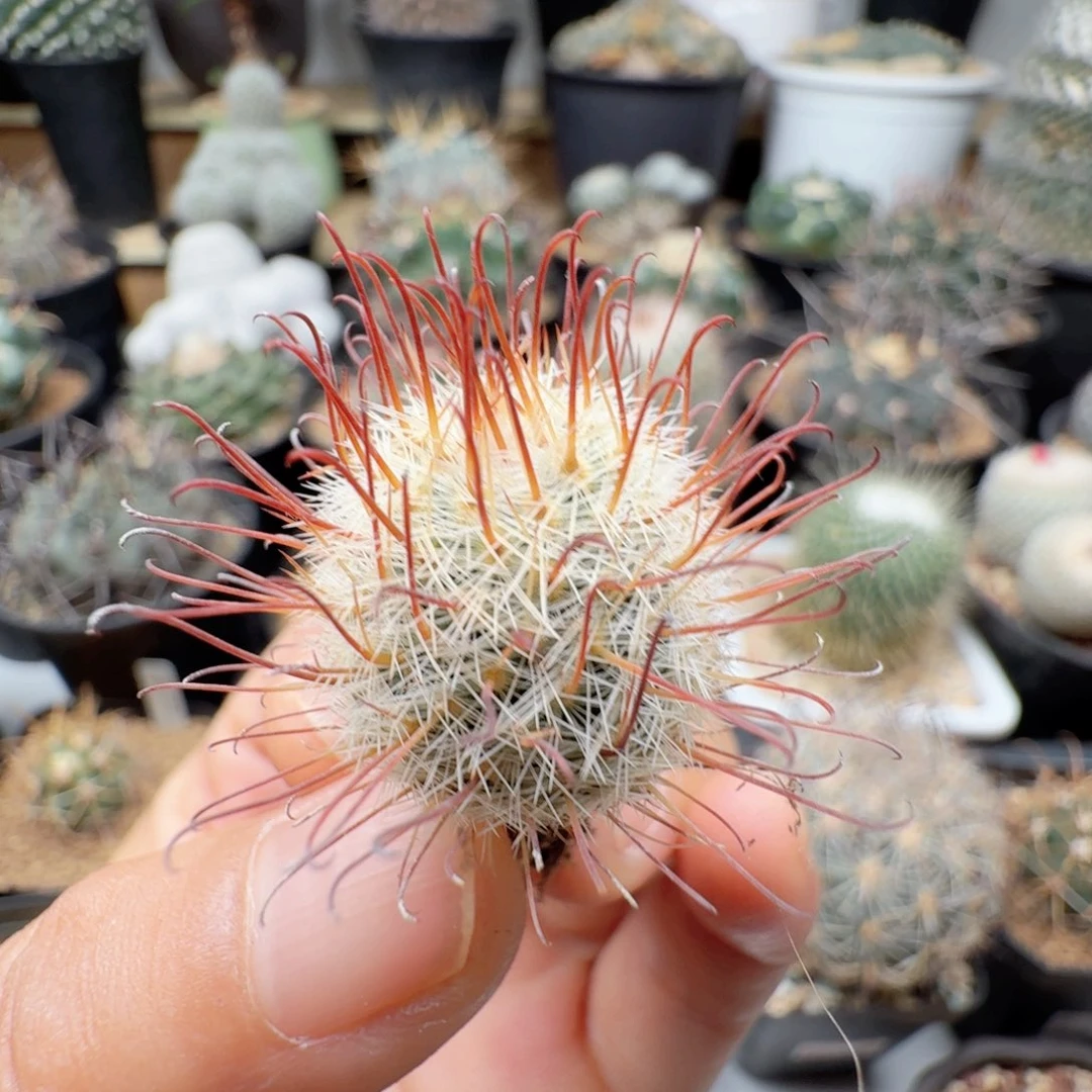 实生曲刺佩雷晨夕花坊