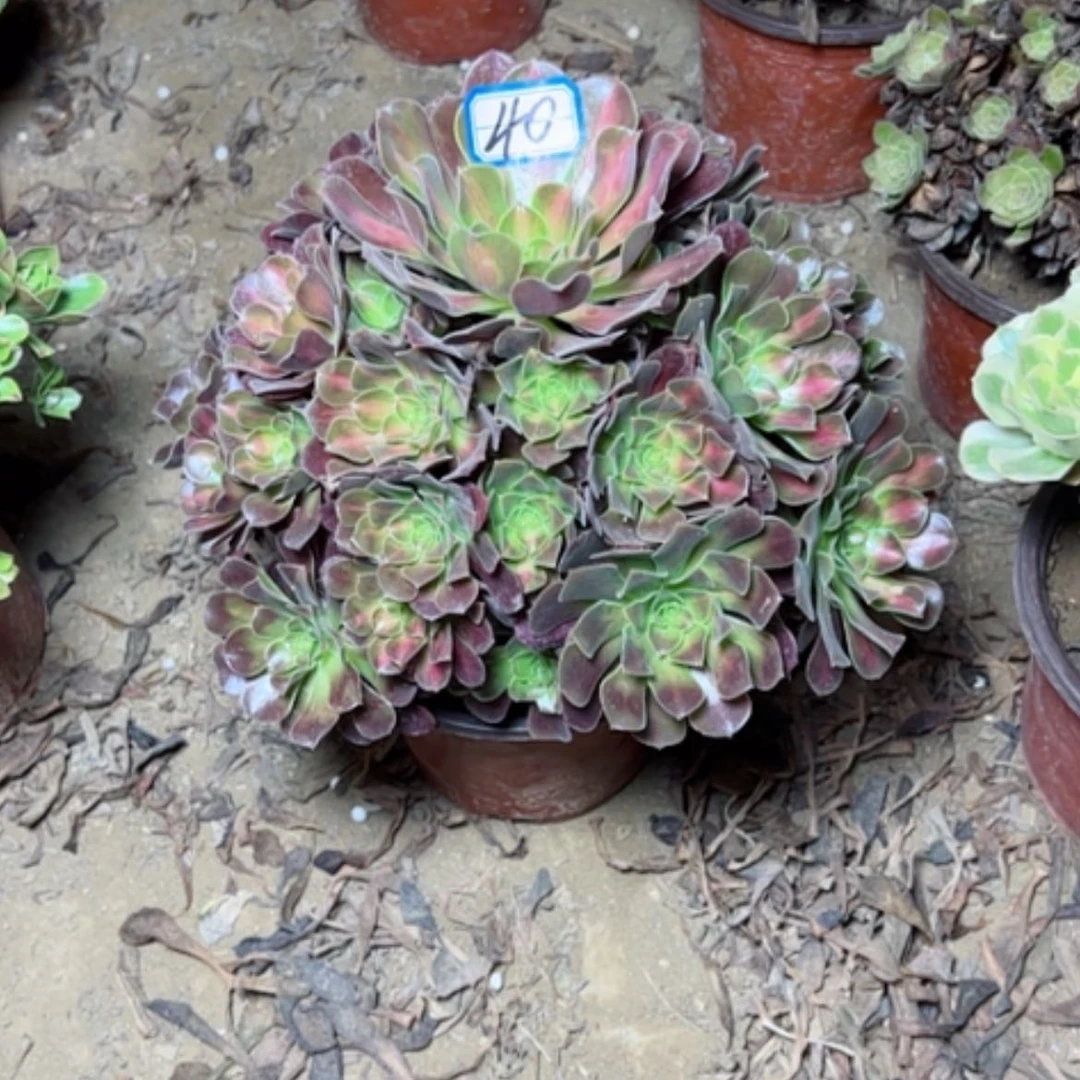 【闪购商品】花纳40