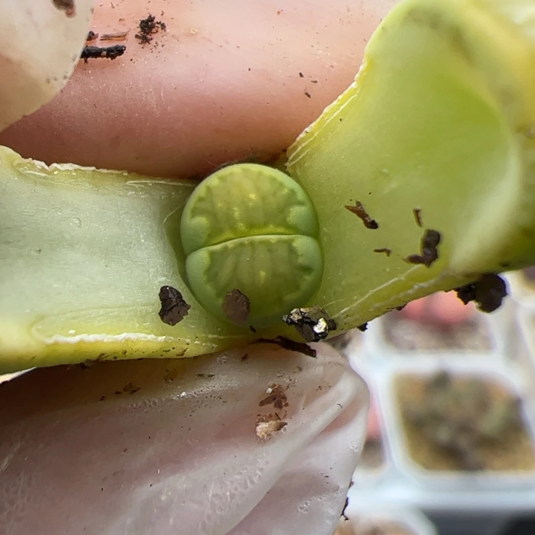 0635号绿菊 多肉植物
