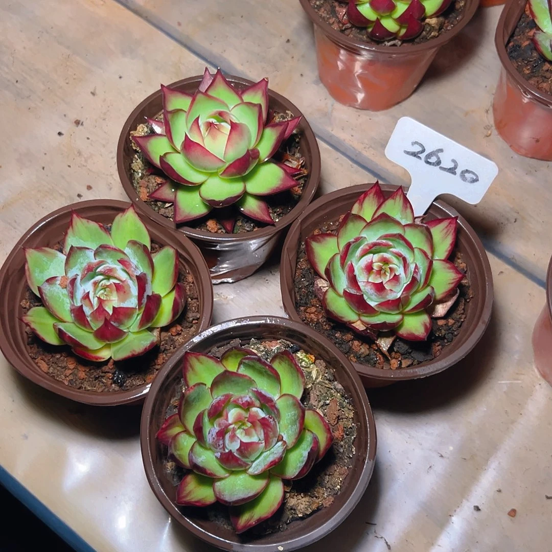 小惊鸿仙子四颗2620号