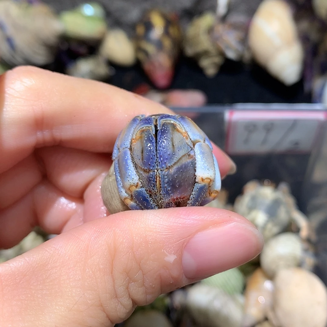 2.0口径奔跑的寄居蟹26号