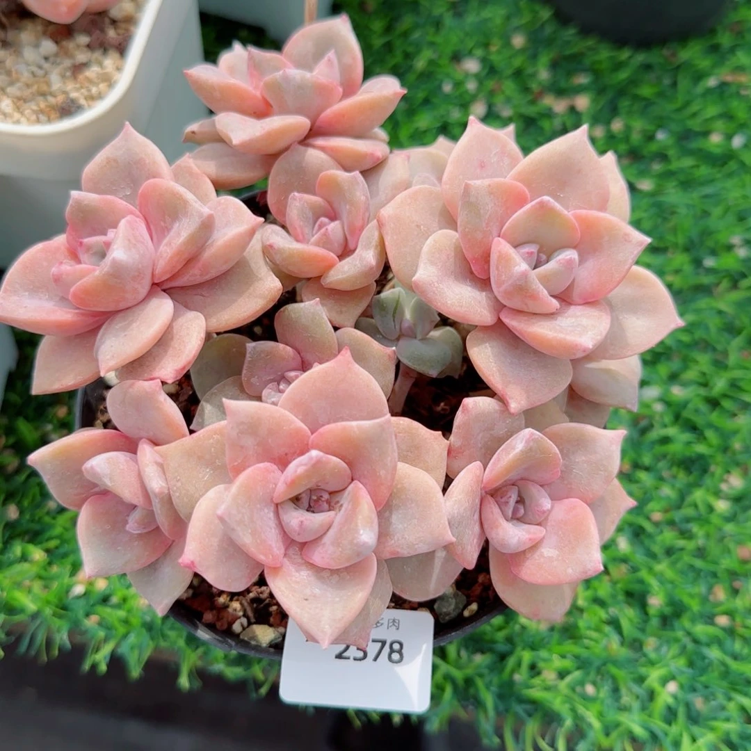 彩虹糖，2378多肉植物