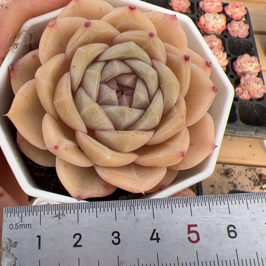 565 多肉植物组合盆栽