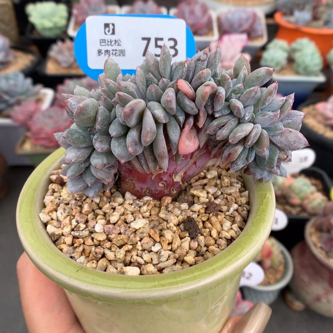 753星影缀化多肉植物