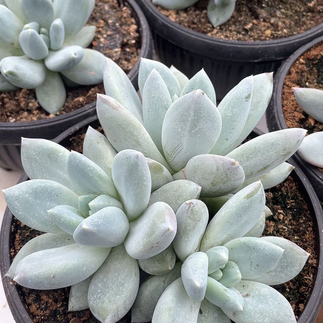 伊丽莎白三头群17厘米