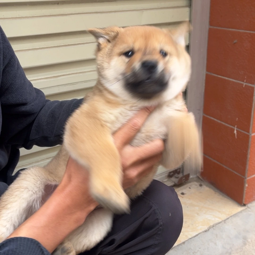 /***光中华田园犬小黄公