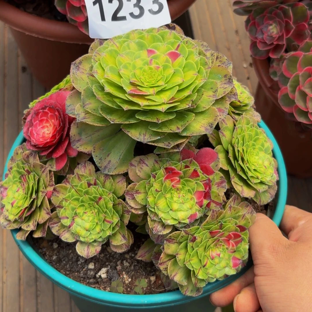 1233多肉植物知否