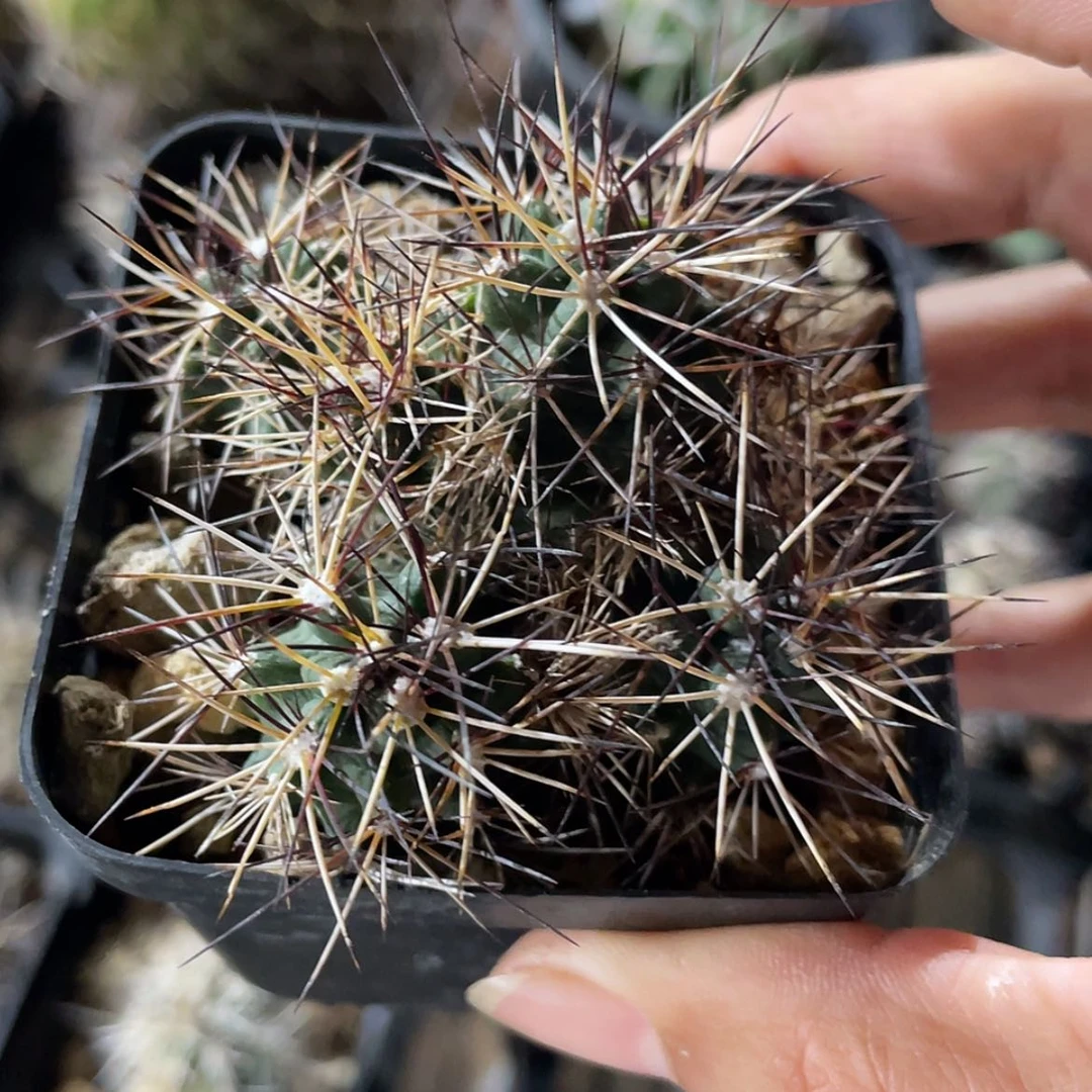 【闪购商品】达氏青花虾实生34577