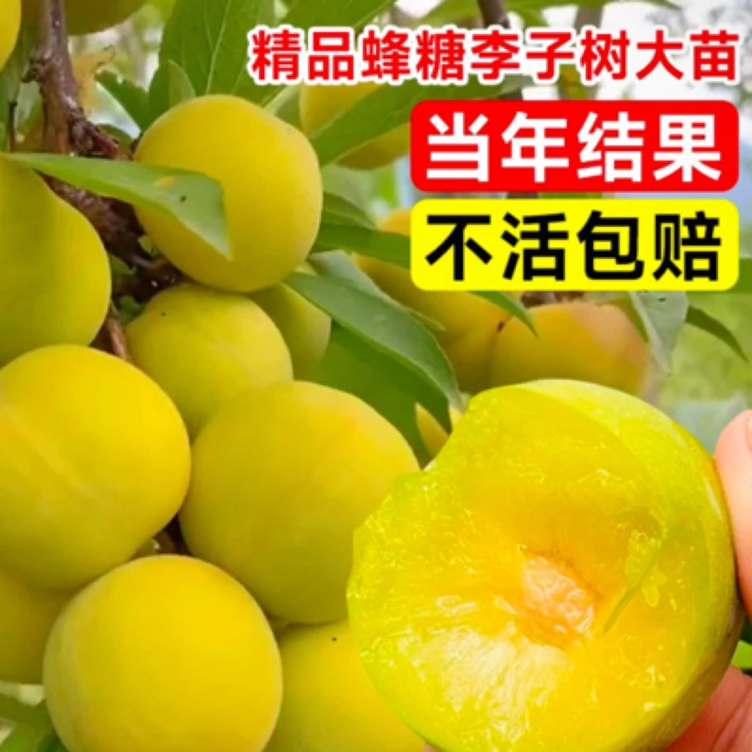 蜂糖李子树苗果树果苗盆栽四川嫁接新品种蜂蜜李子树苗南北方种植