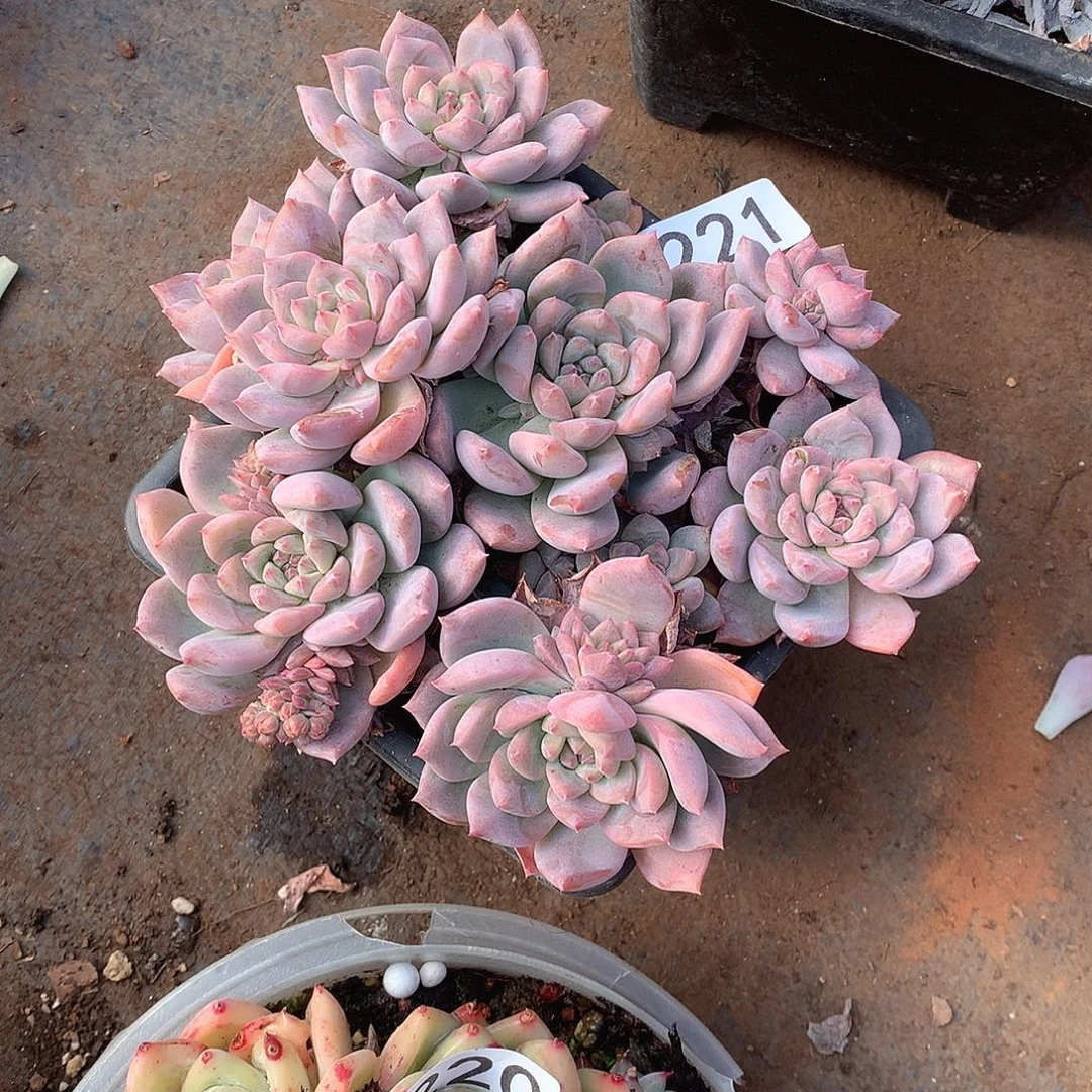 221 一物一拍多肉！