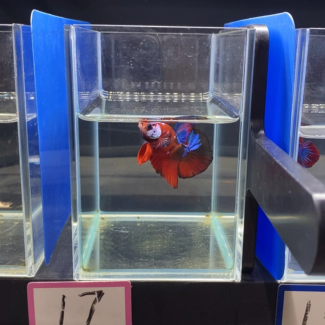 斗鱼哈哈哈哈哈哈哈哈