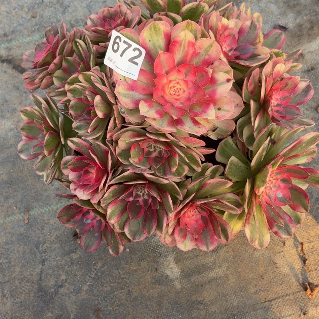 672大机制多肉植物