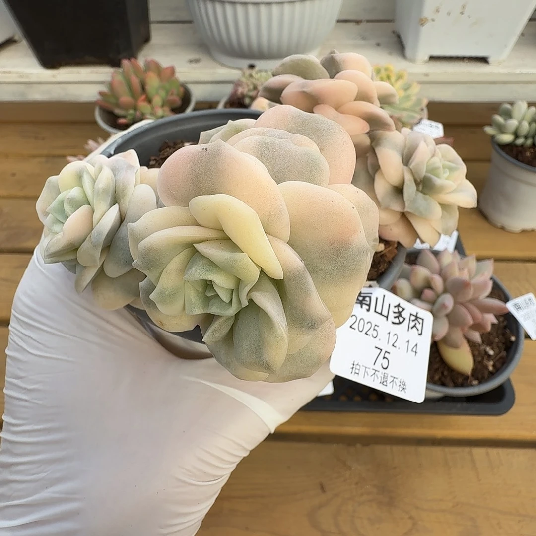 可爱玫瑰锦111214-75