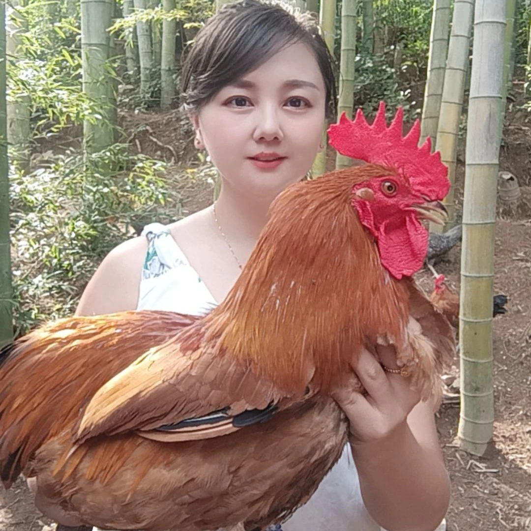 【散养公鸡】农村竹林散养青脚大公鸡两只组合