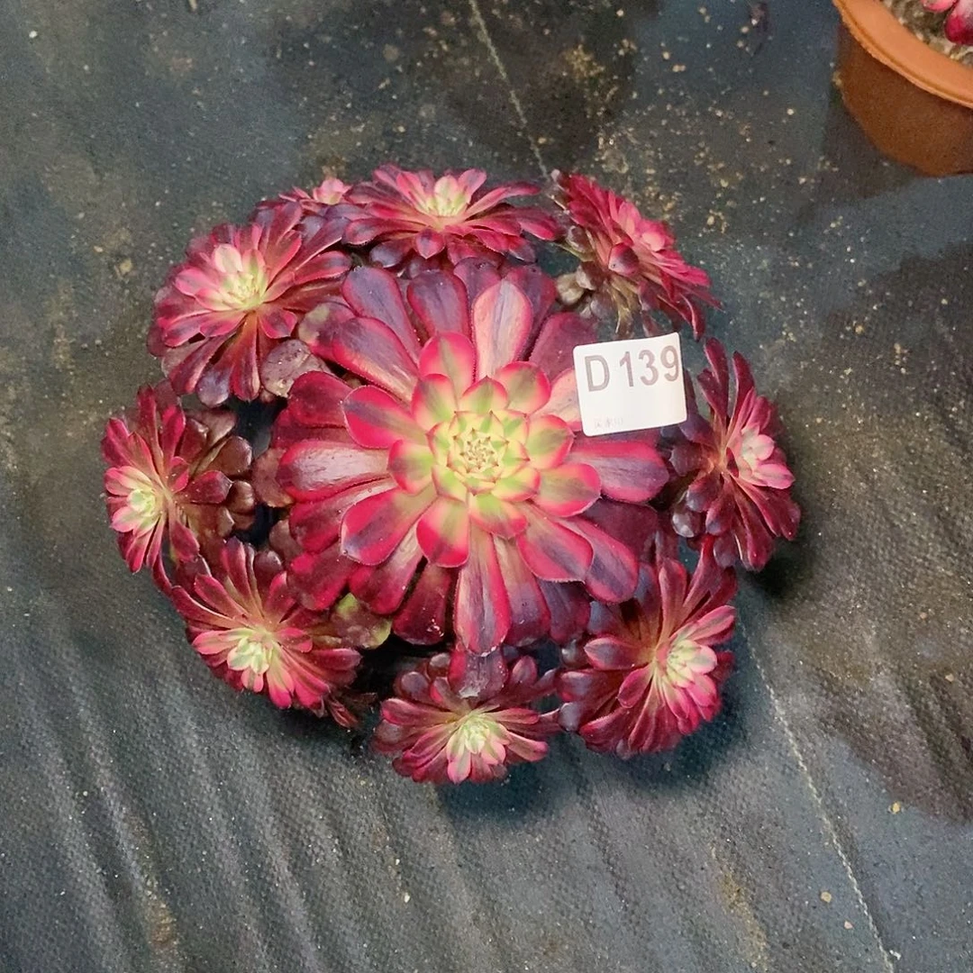 黑铜白139炖肉11111