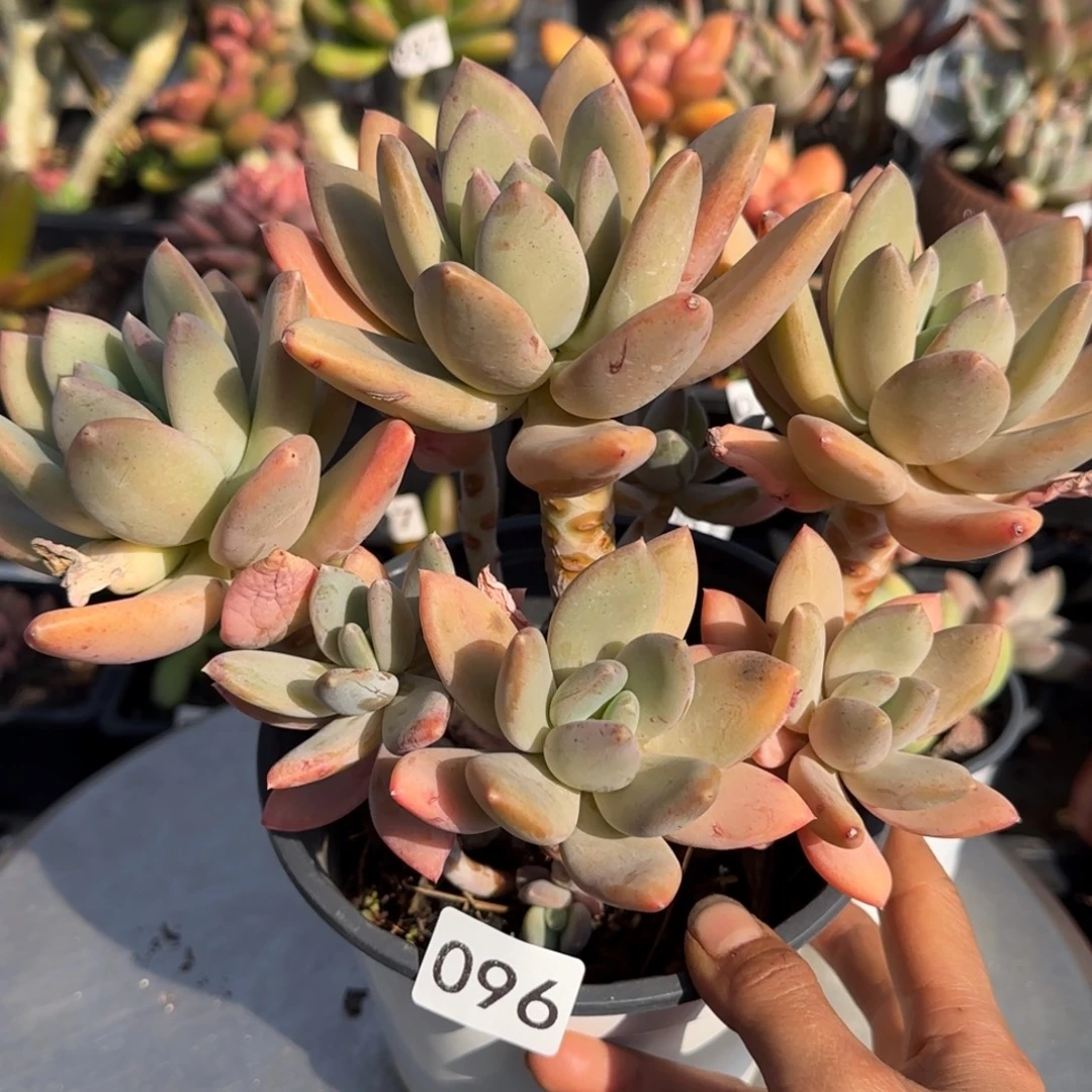 096号一物一拍一物一拍