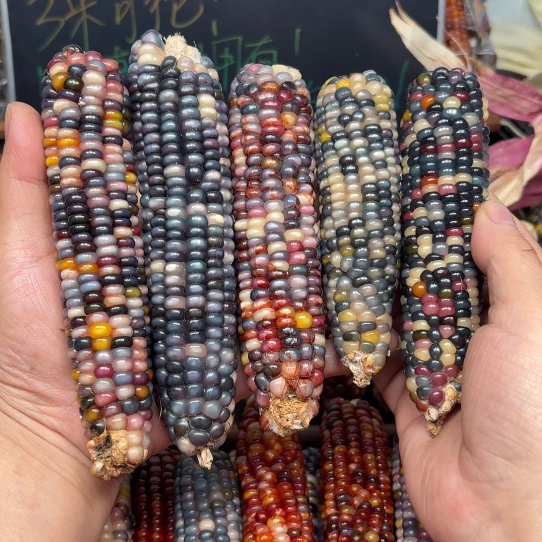 柏香籽/百香籽吊坠Y***贝