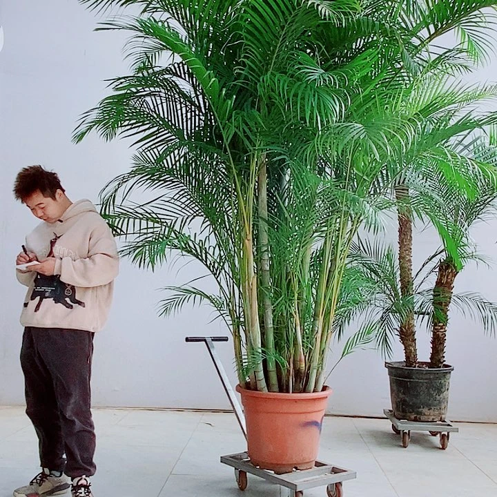 智**鹏34568889990000000