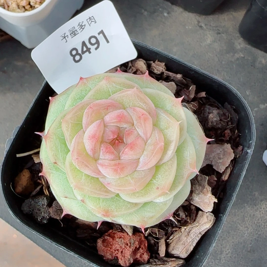 焦糖玛朵，8491多肉植物