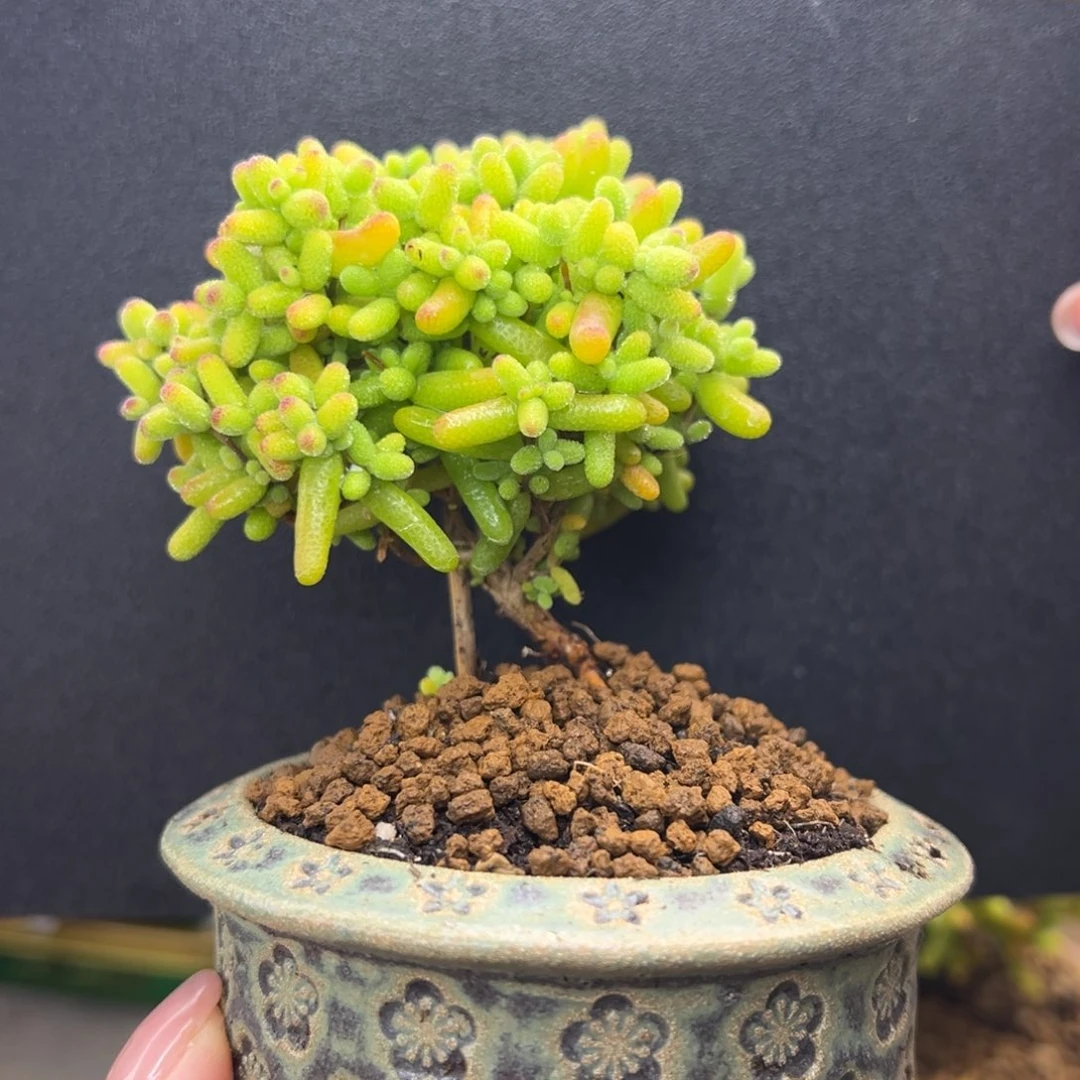 dy5819精控金桔糖球冠幅6.5cm带盆元旦快乐