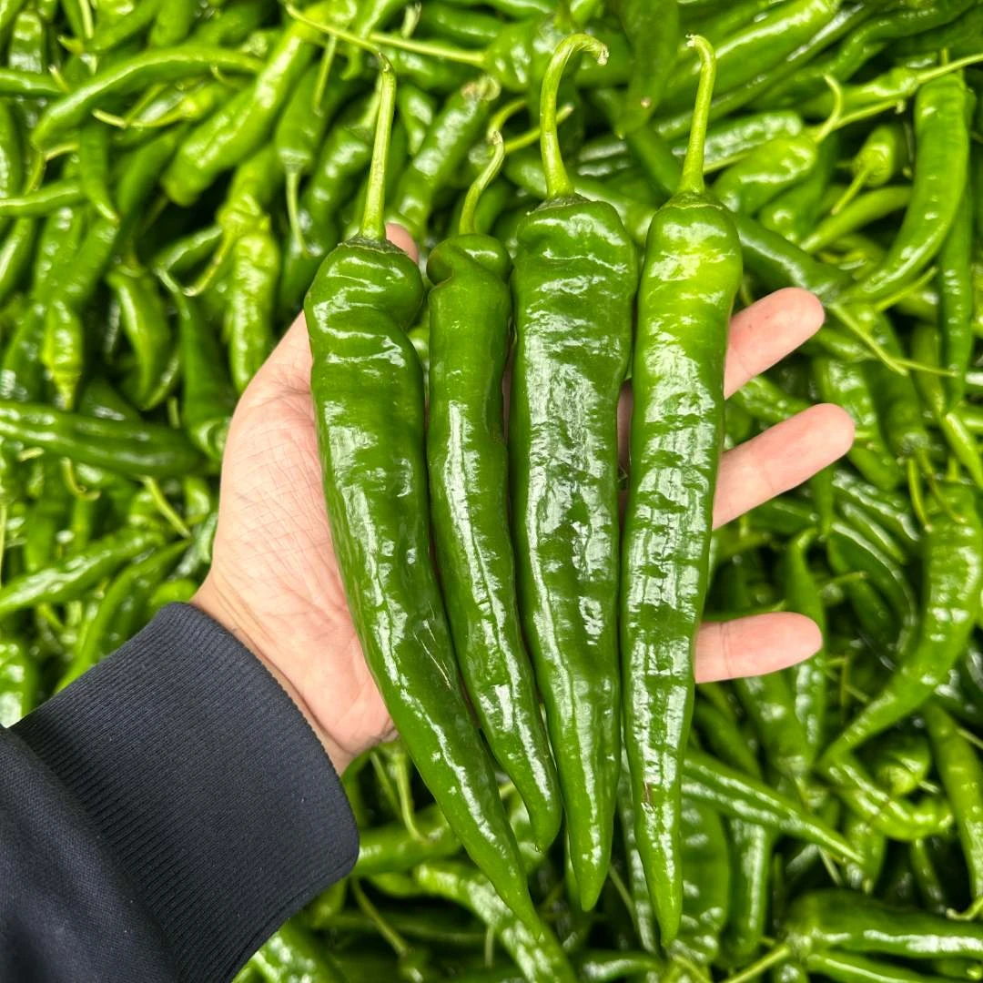 农家新鲜现摘辣椒新鲜农家土辣椒青辣椒早尖青辣椒新鲜3斤5斤包邮