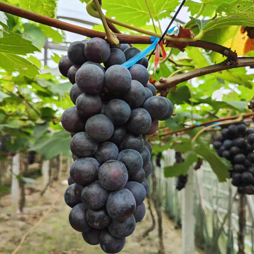 【黑钻黑珍珠】黑珍珠葡萄黑葡萄新鲜水果现摘现发云南省