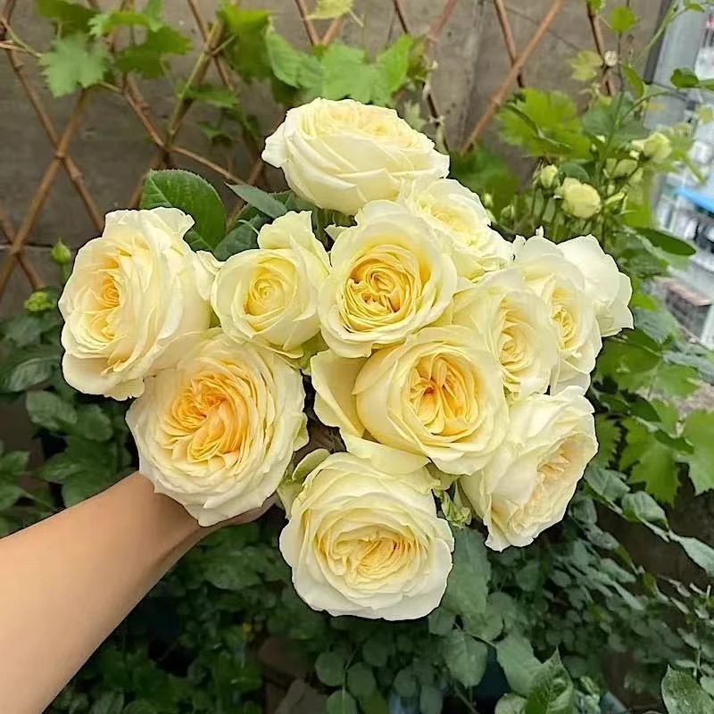 【奶油杯】暖玉单头奥斯汀玫瑰灌木月季多季开花庭院阳台