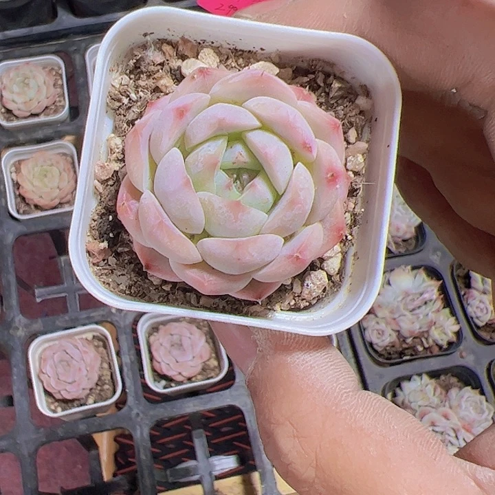 小仙女精品多肉植物