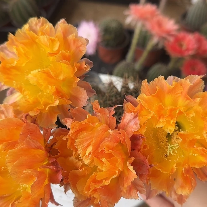 无花朵盛****生带根彩草120