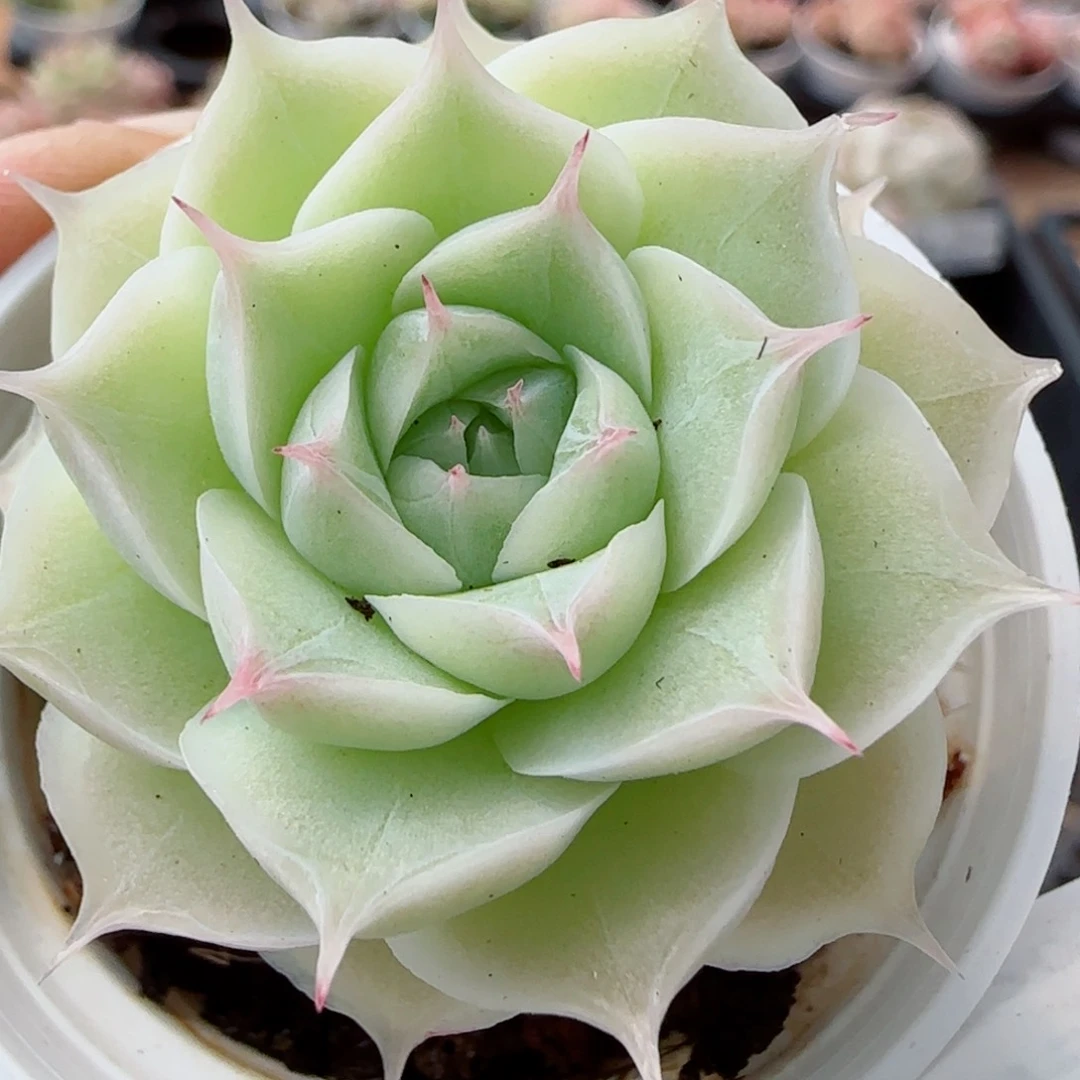 花语逸镜0326-130