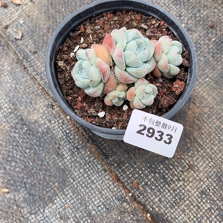 阿雅园艺。          2933