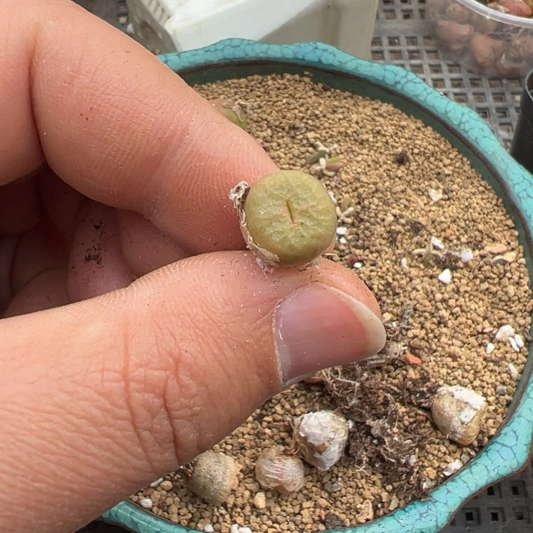 量拍烧麦一颗，多肉植物