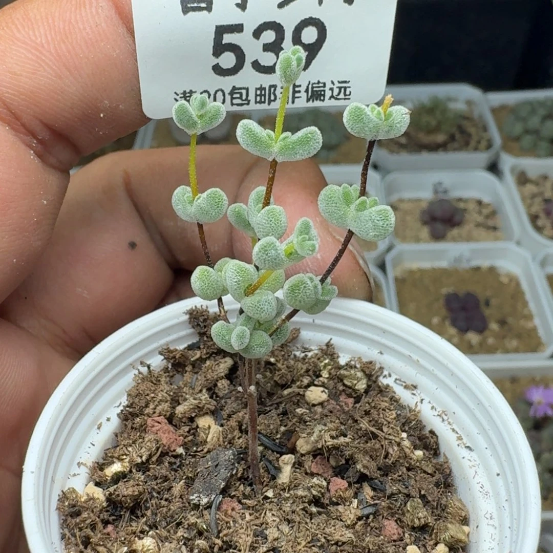 莱斯带盆土。