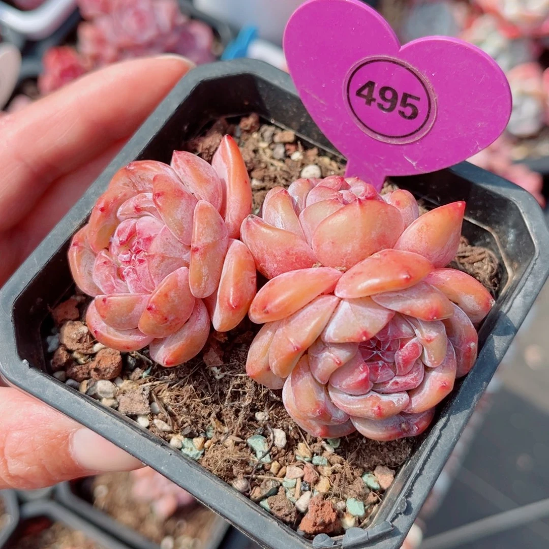 茹***茹495号小老桩石榴籽星影群