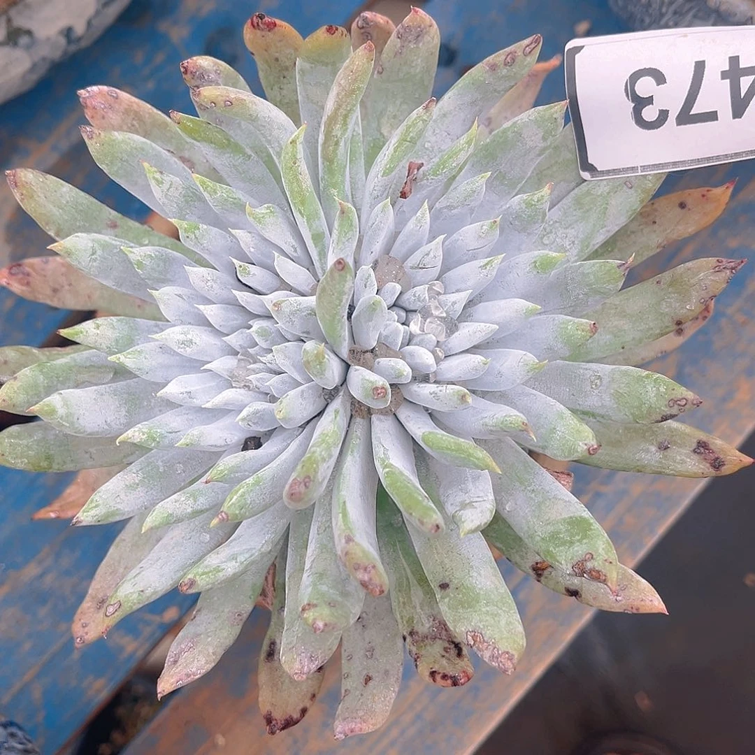 红拇指杂交多多老朱1473