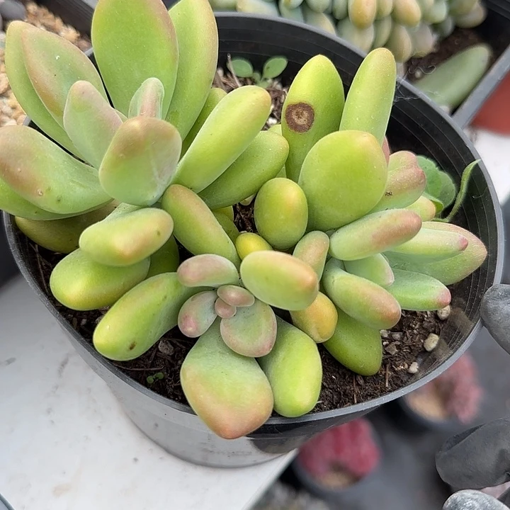 青蛙王子儿童牙膏套装11