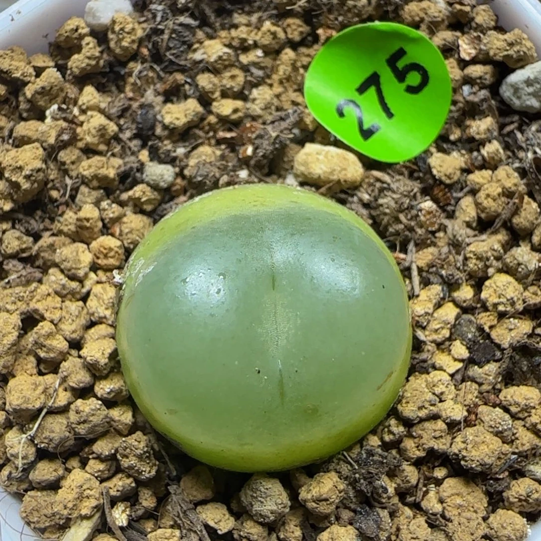 拉登1.88多肉植物275