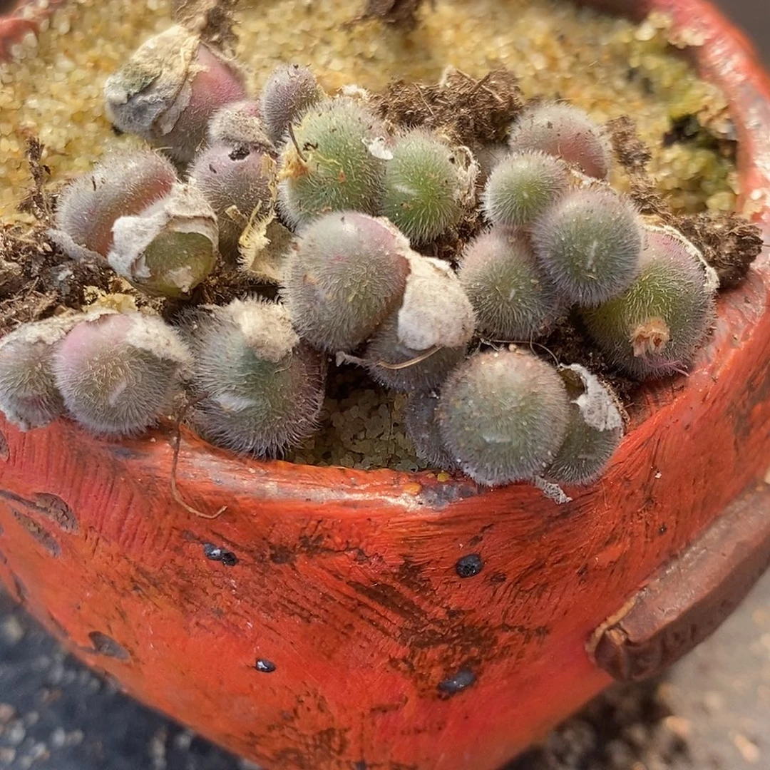 双头史蒂芬尼毛球一颗。