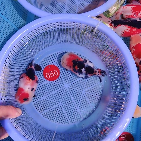 等***宝金鱼050兰寿两只特价顺丰包邮