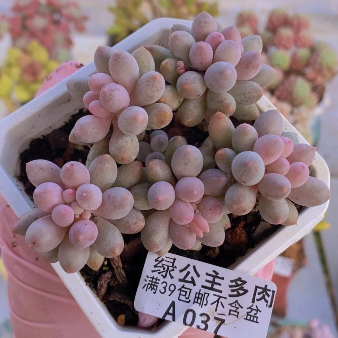 婴儿手指9cm037多肉酱