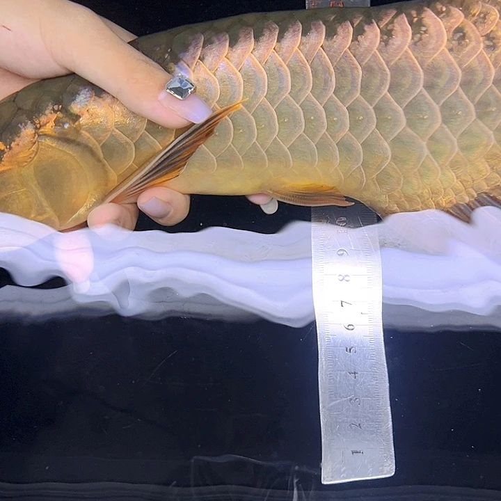 黄***八龙鱼马来西亚过背金龙