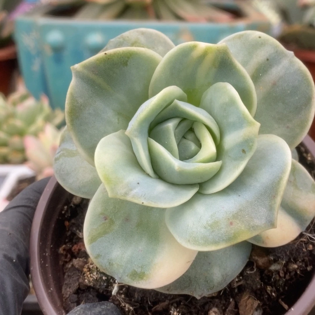 152可爱玫瑰锦锦锦锦锦